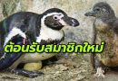 อวดโฉม!! สมาชิกใหม่ “ลูกนกเพนกวิน” สายพันธุ์ฮัมโบลด์ 4 ตัว ฉลอง 45 ปี สวนสัตว์เปิดเขาเขียว พร้อมจัดกิจกรรมมากมาย