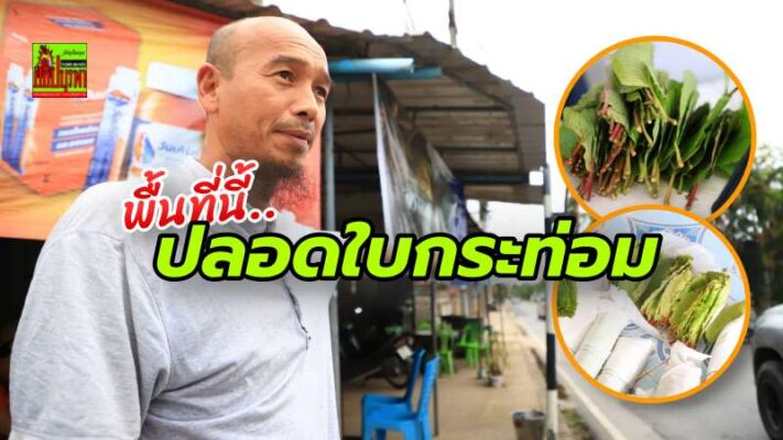 ‘วาระกระท่อม’ ขับเคลื่อนชุมชน “ห้าแยกกำปงบาโย” ยะลา สู่พื้นที่ปลอดใบกระท่อม