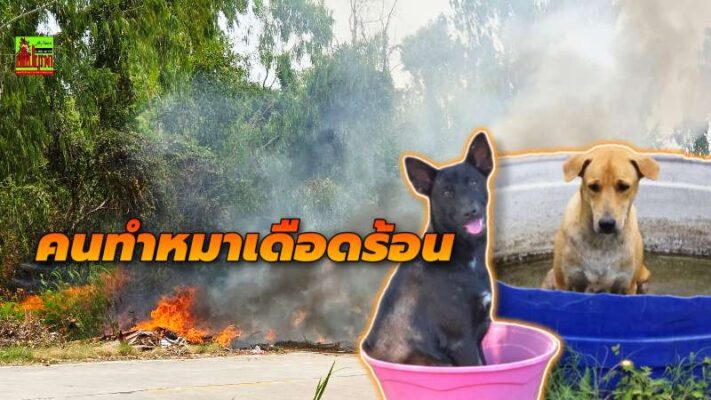 หดหู่ใจ! พวกมักง่ายลอบเผาขยะ ทำ “สุนัขจรจัด” กลายเป็นผู้ประสบภัย ต้องหลบไปแช่น้ำในกะละมัง