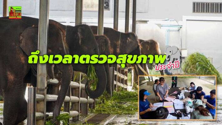สวนนงนุชพัทยา ตรวจสุขภาพประจำปีช้าง ดูแลเสมือนคนในครอบครัว