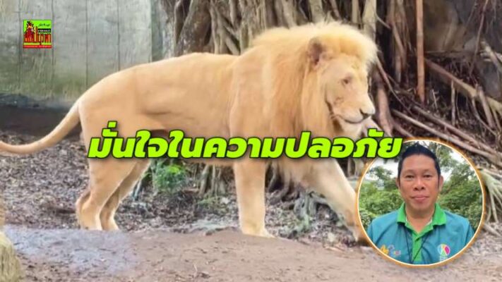 สวนสัตว์เปิดเขาเขียว ยืนยันสิงโตเลี้ยงแบบปิด ความปลอดภัยสูง
