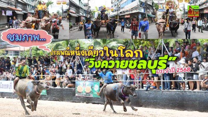สุดคึกคัก! ประเพณีวิ่งควายชลบุรี ประจำปี2568 ครั้งที่ 154 นักท่องเที่ยวแห่ชมริ้วขบวนเกวียณกัณฑ์-แข่งวิ่งควาย