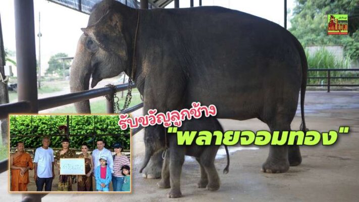 สวนนงนุชพัทยาจัดพิธีรับขวัญลูกช้าง “พลายจอมทอง” เชื่อมสายใยแห่งความผูกพันกับ “น้องข้าวต้ม” ลูกช้างป่าพลัดหลง