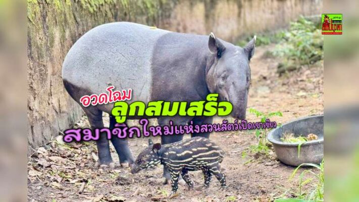 ต้อนรับปิดเทอม! สวนสัตว์เปิดเขาเขียวเผยโฉม “ลูกสมเสร็จตัวล่าสุด” พร้อมชวนเด็กเที่ยวฟรี 23 ต.ค.นี้